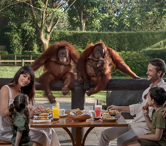 Breakfast with Orangutans