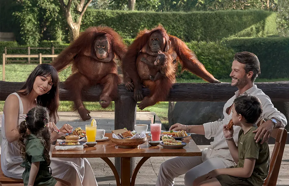 Breakfast with Orang Utan